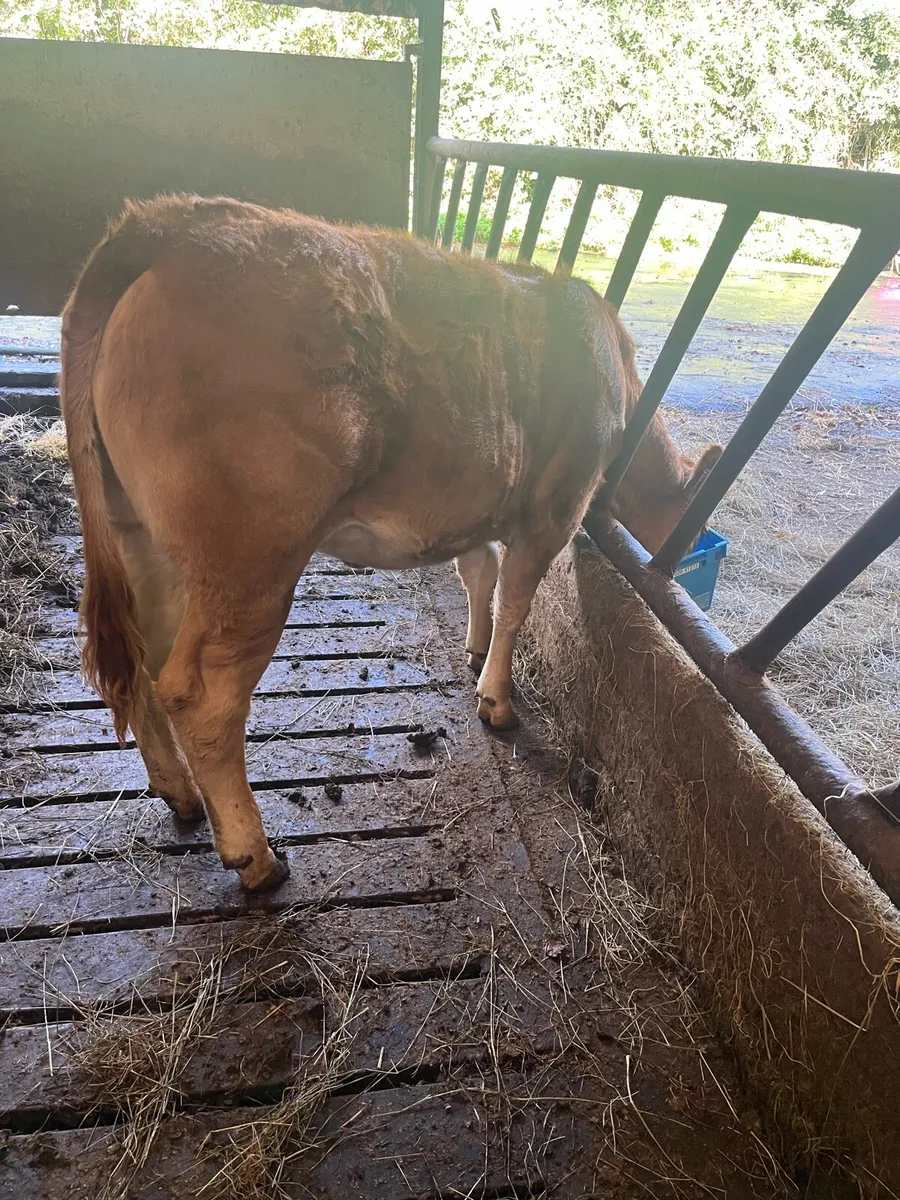 Limousin Heifer - Image 1