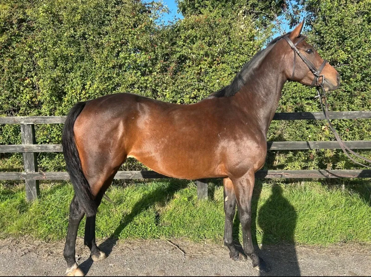 Thoroughbred mare - Image 1