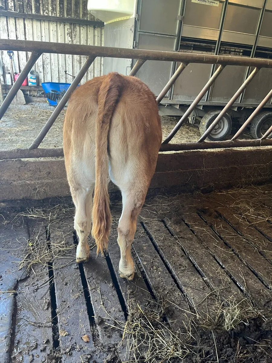 Limousin Heifer - Image 2
