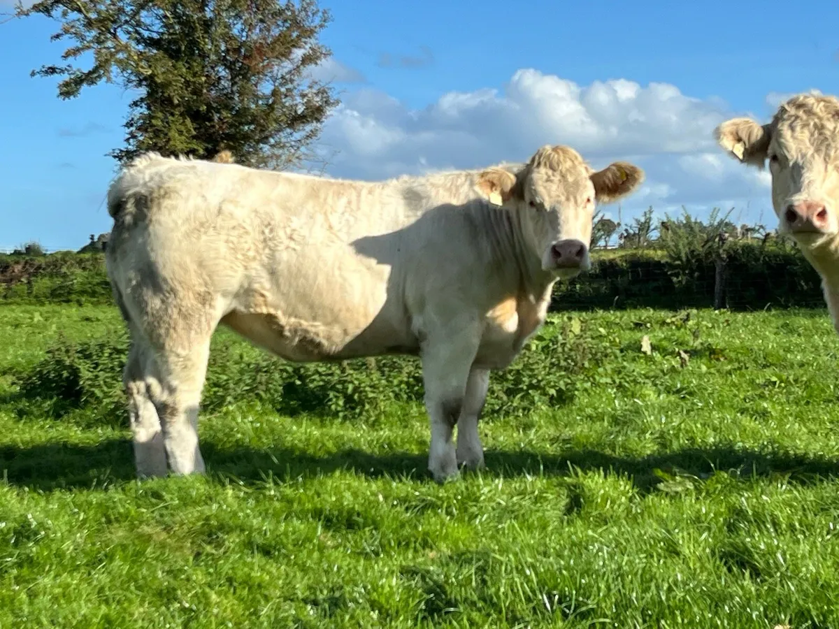 Super Pedigree Charolais Heifers - Image 2