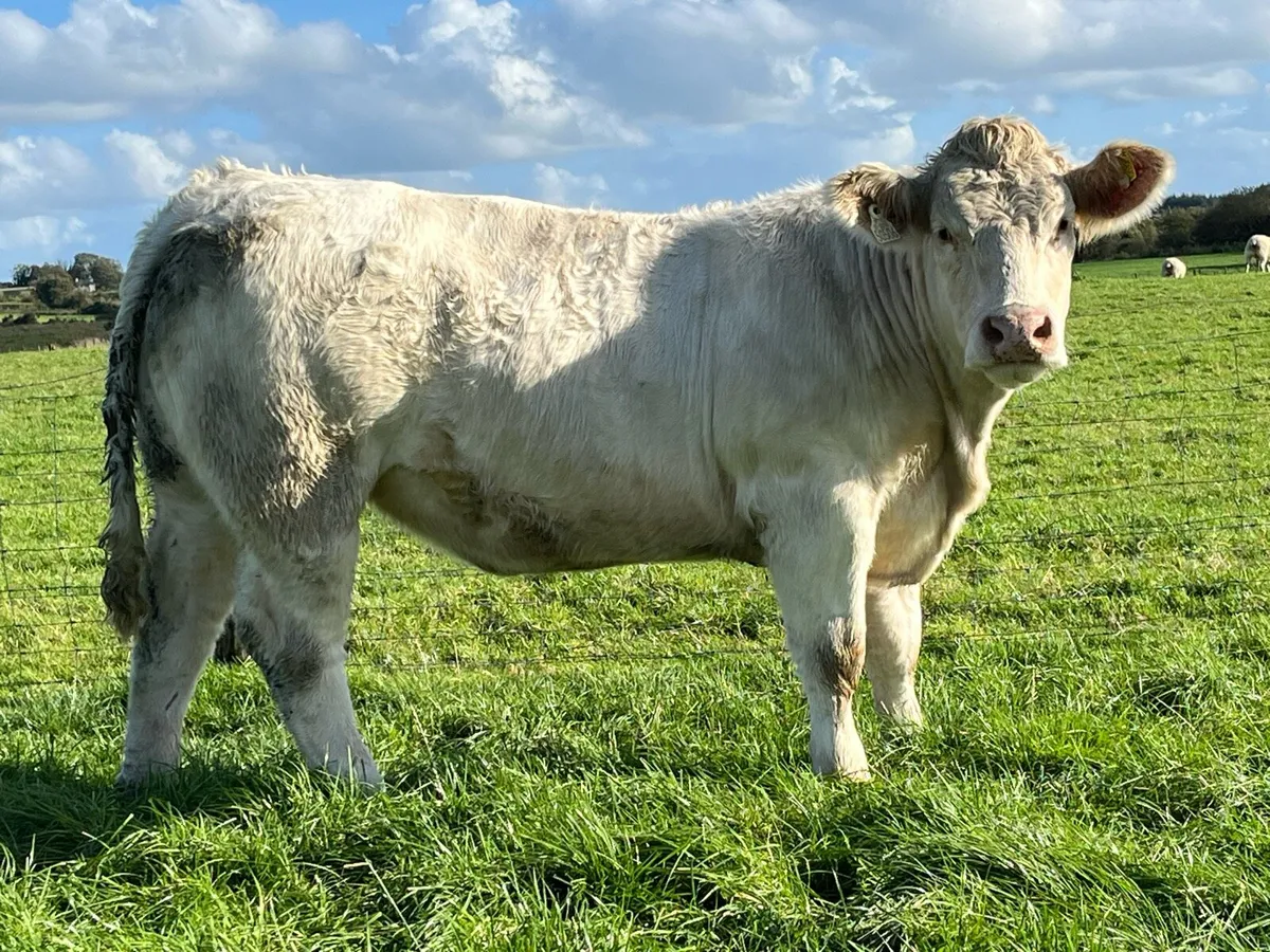 Super Pedigree Charolais Heifers - Image 3