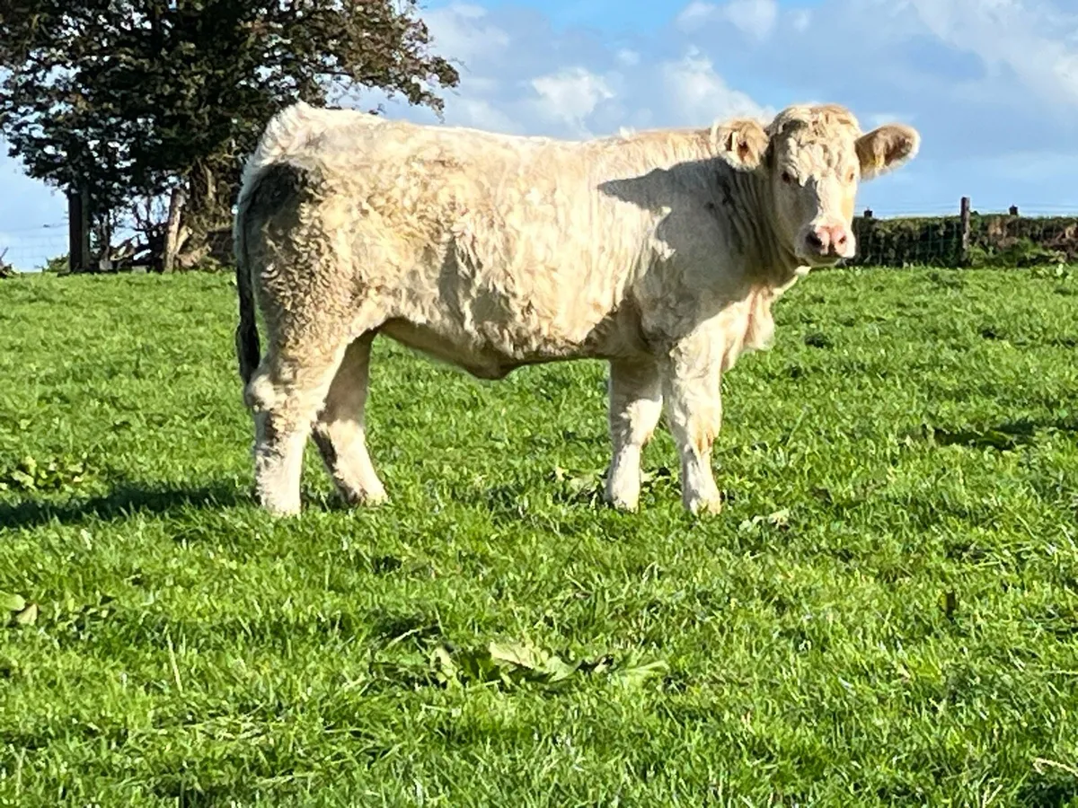 Super Pedigree Charolais Heifers - Image 4