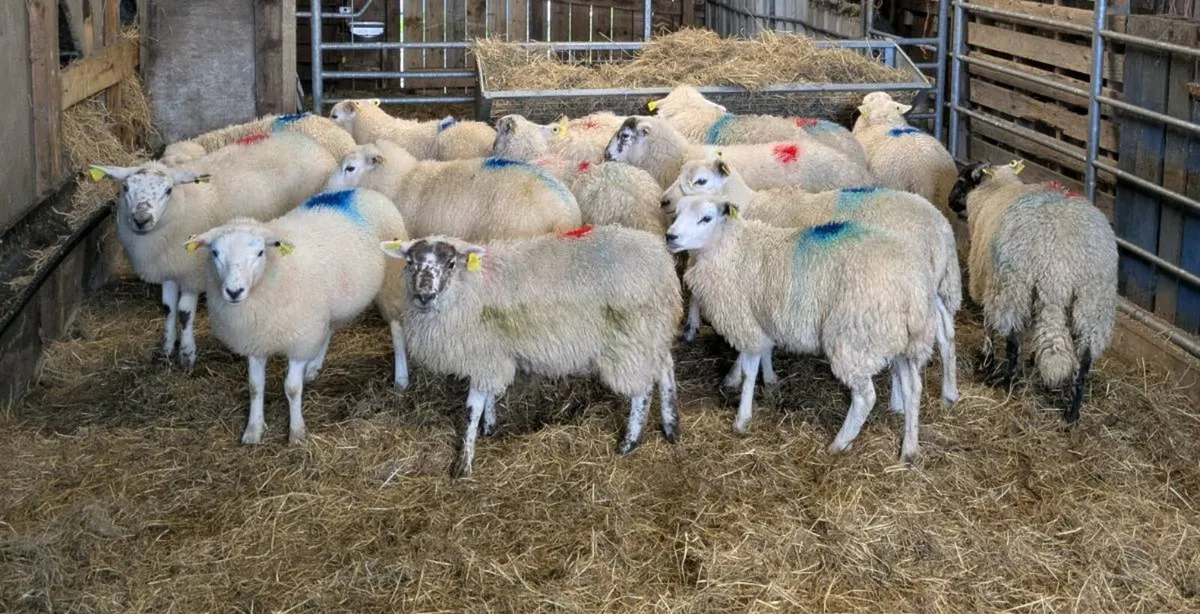 Ewe Lambs - Image 1