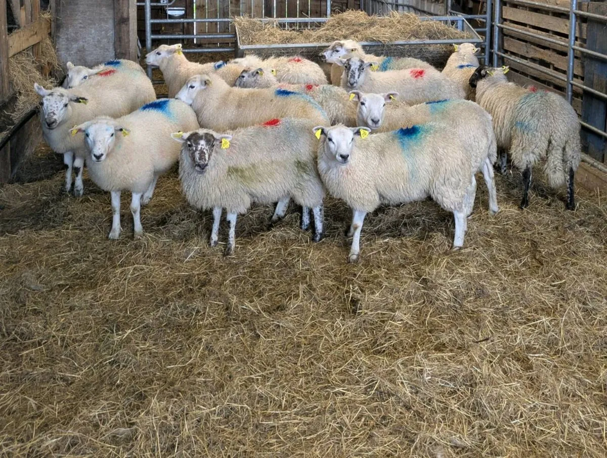 Ewe Lambs - Image 2