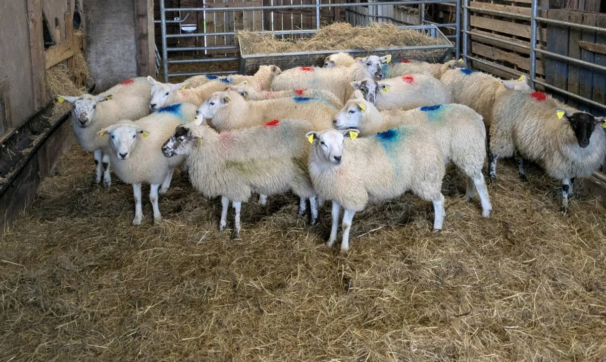 Ewe Lambs - Image 3