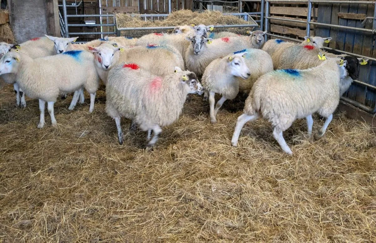 Ewe Lambs - Image 4