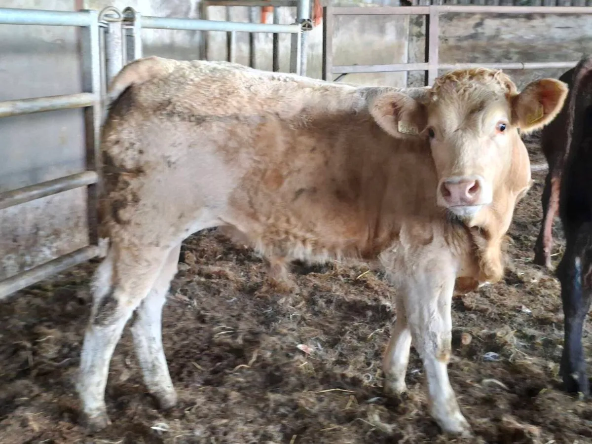 12 Smashing Suckler bred bull Weanlings - Image 3