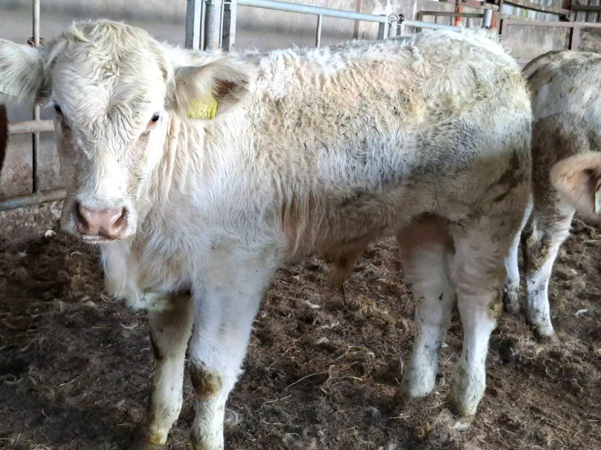 12 Smashing Suckler bred bull Weanlings - Image 4