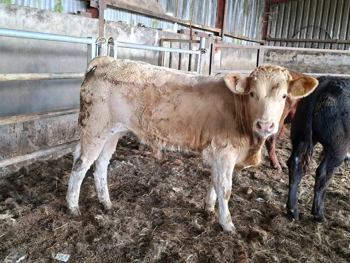 12 Smashing Suckler bred bull Weanlings - Image 2