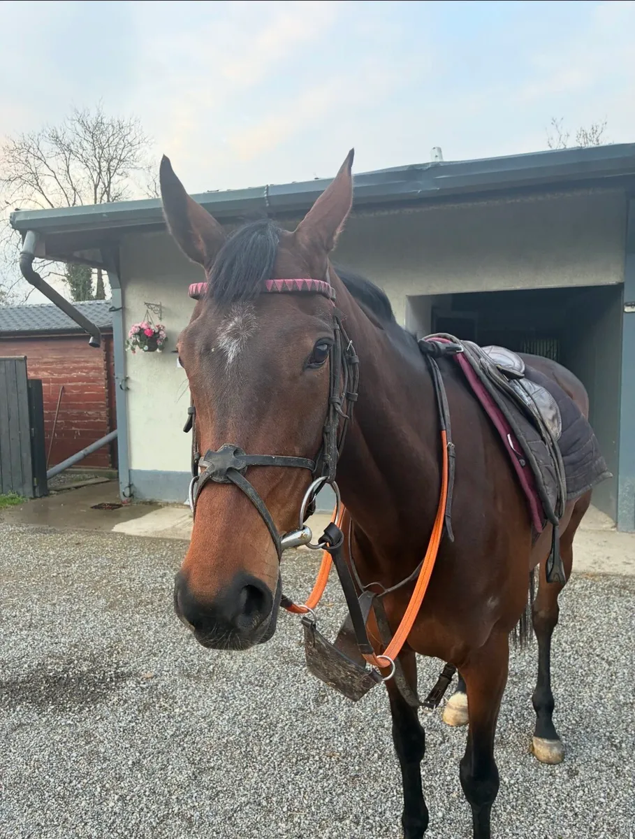 Thoroughbred mare - Image 3
