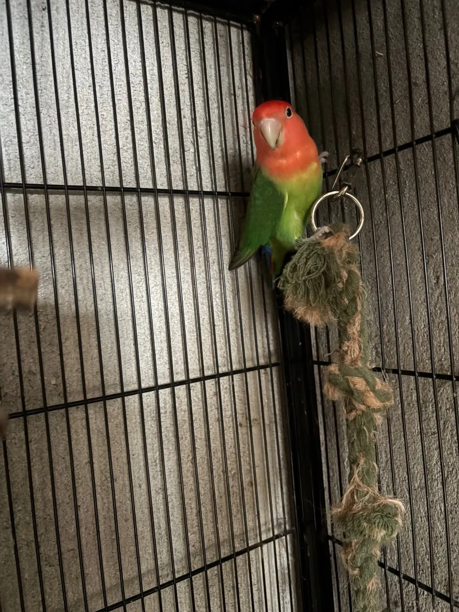 Lovebird pair /Quaker and concure - Image 1