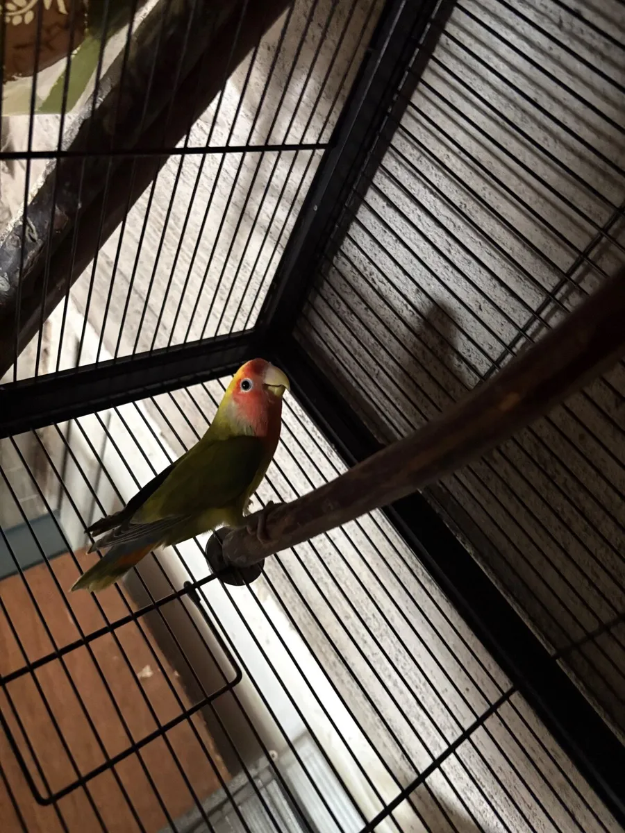 Lovebird pair /Quaker and concure - Image 2