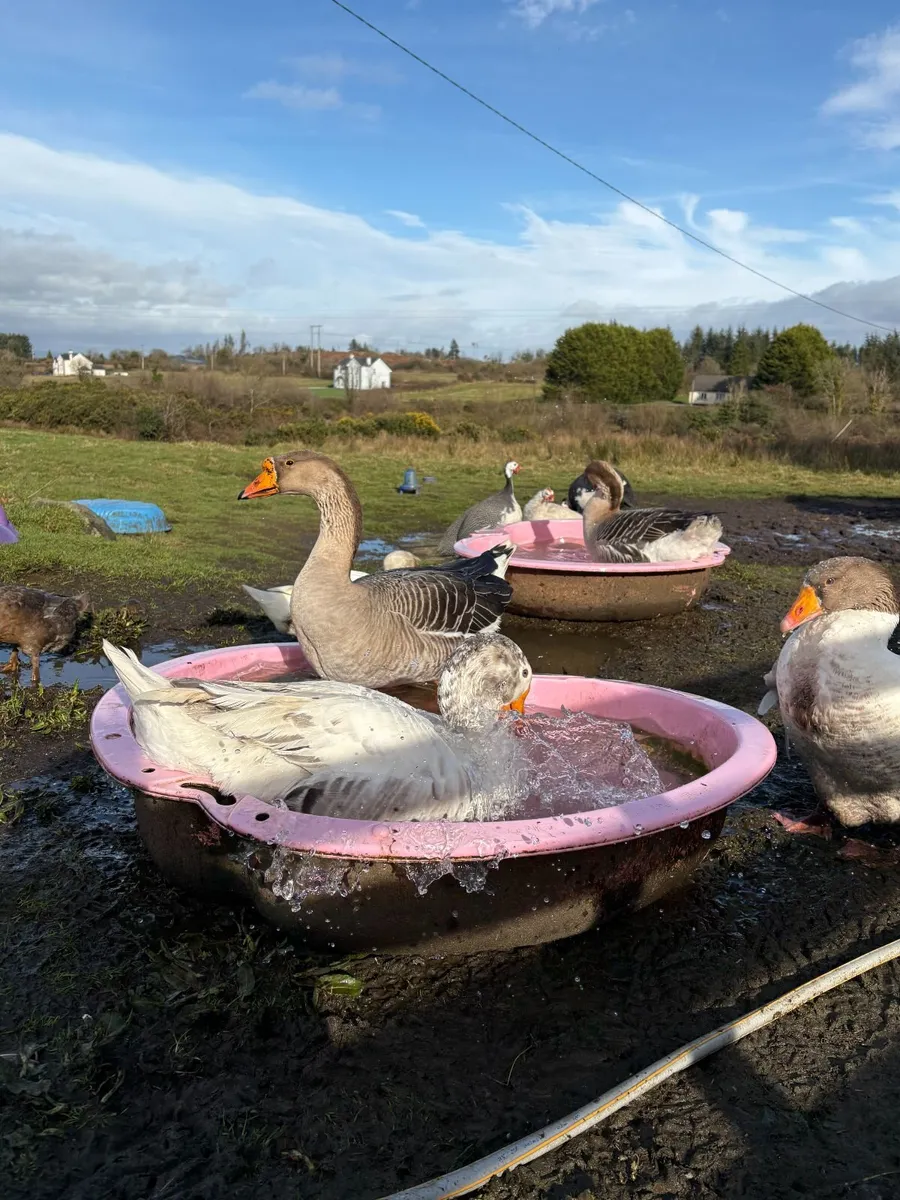 ducks and geese - Image 2