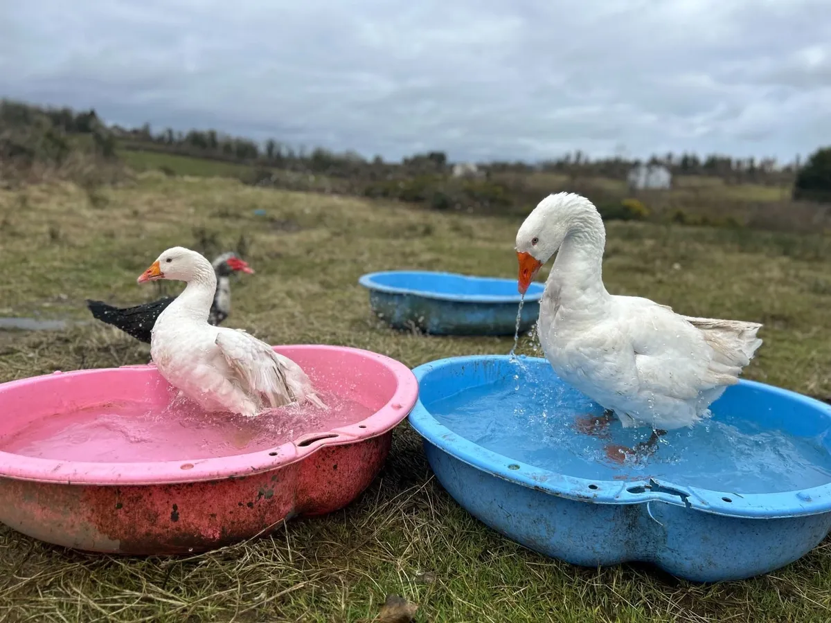 ducks and geese - Image 1
