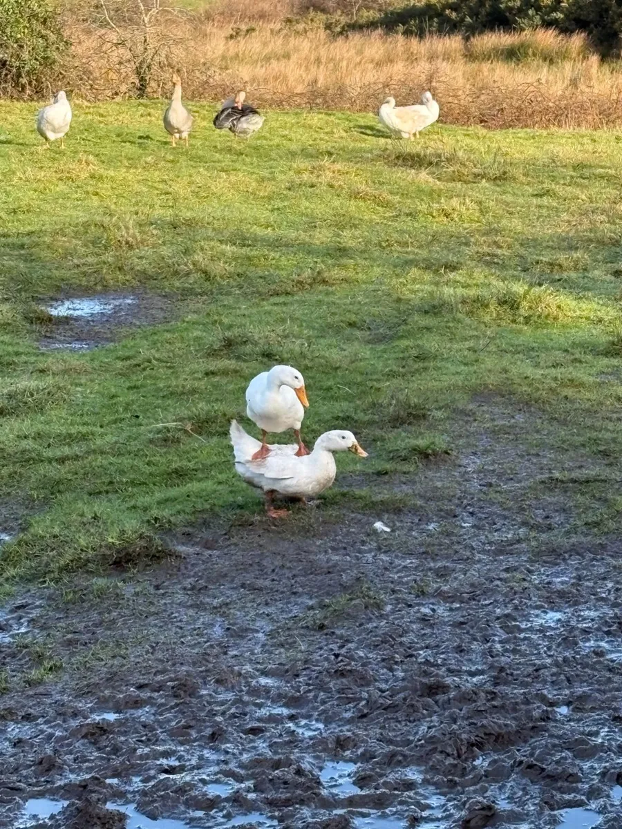 ducks and geese - Image 3