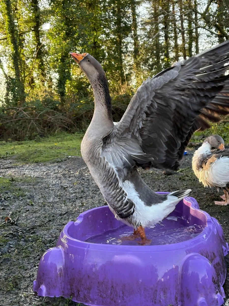 ducks and geese - Image 4