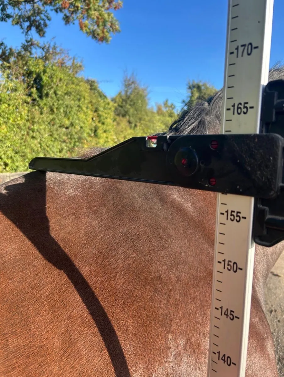 Thoroughbred mare - Image 4