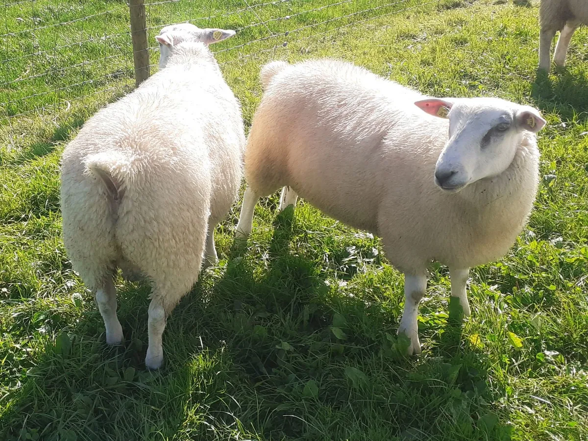 Pbr belclare ram lambs - Image 1