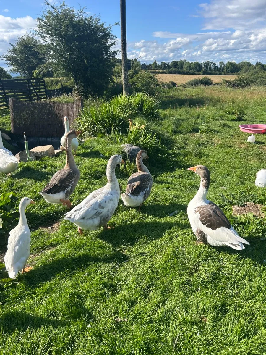 Geese - Image 4