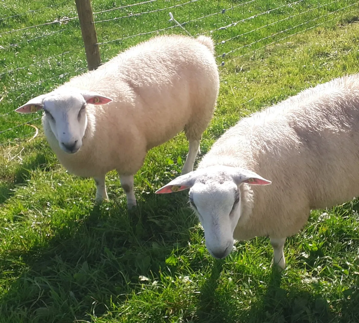 Pbr belclare ram lambs - Image 2