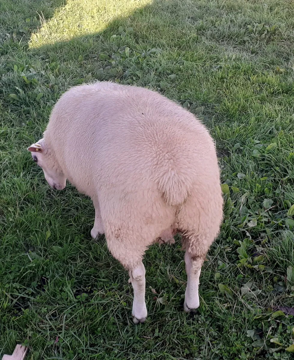 Pbr belclare ram lambs - Image 3