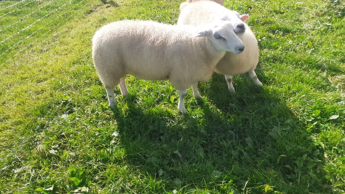 Pbr belclare ram lambs - Image 4
