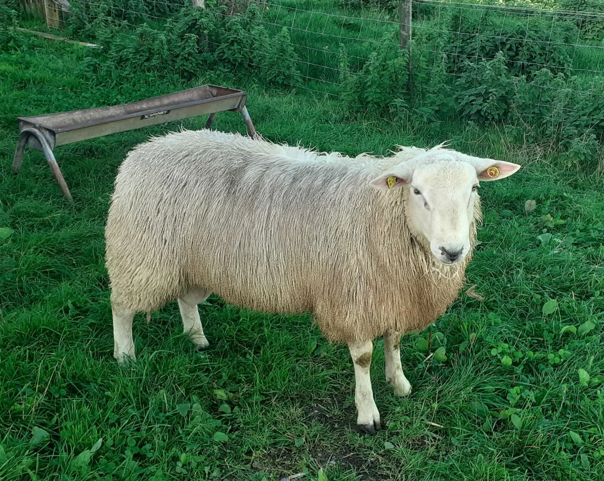 Pbr belclare ram lamb - Image 1