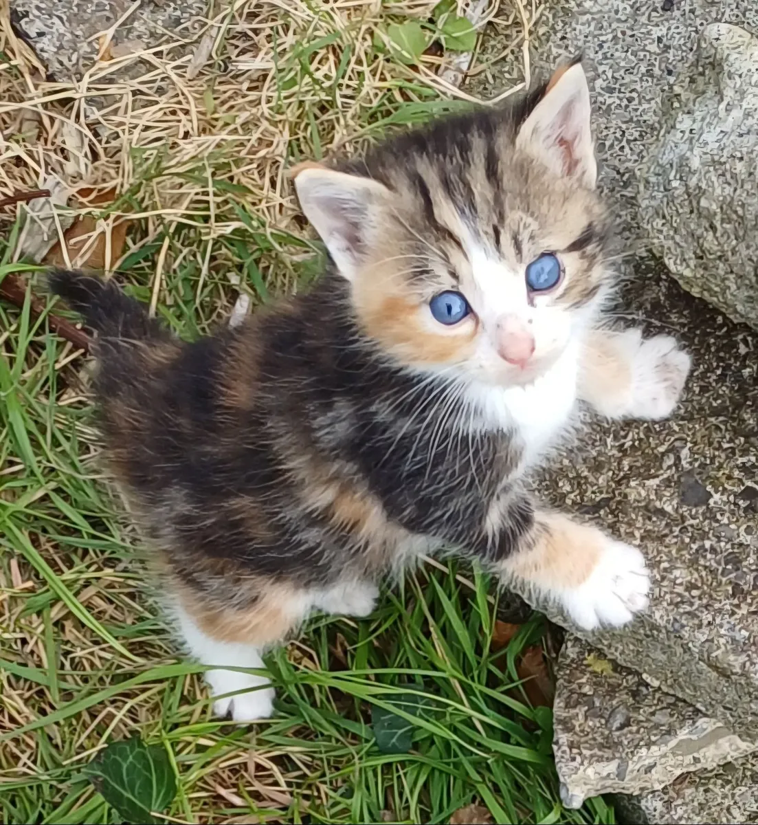 Beautiful fluffy playful kittens - Image 1