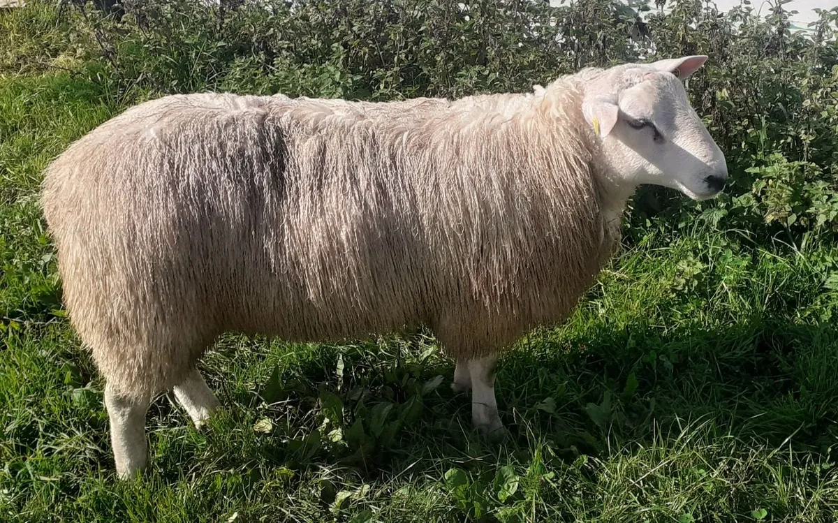 Pbr belclare ram lamb - Image 2