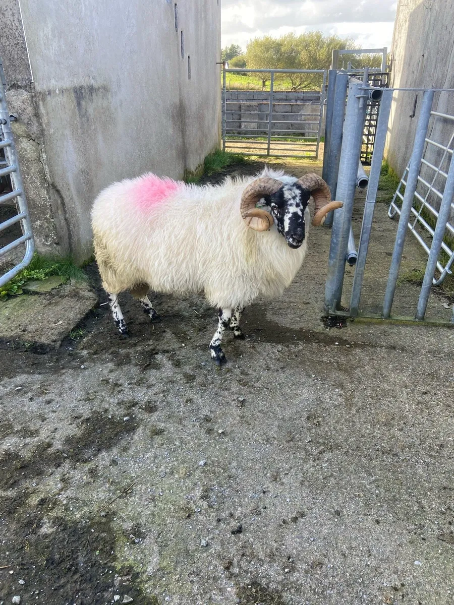 Ram hog - Image 1