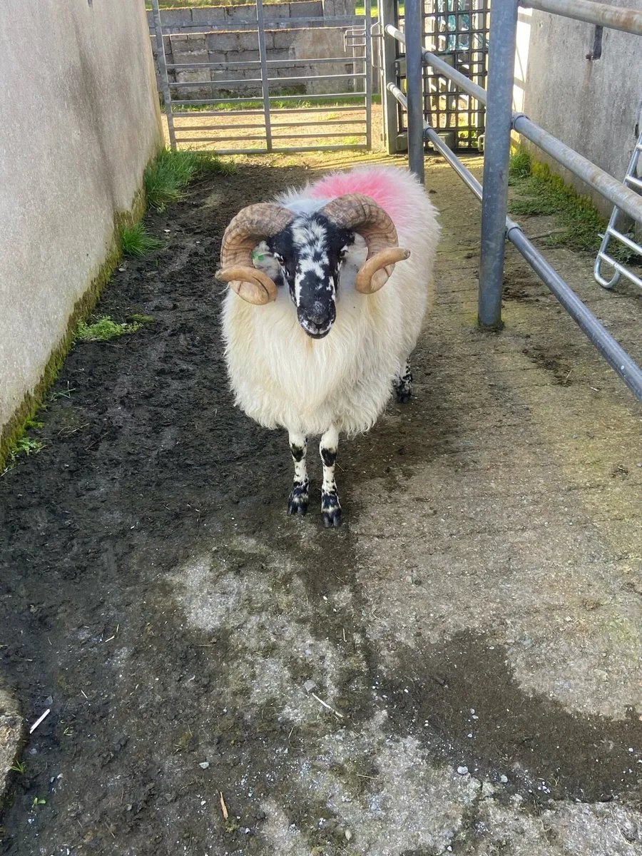 Ram hog - Image 2