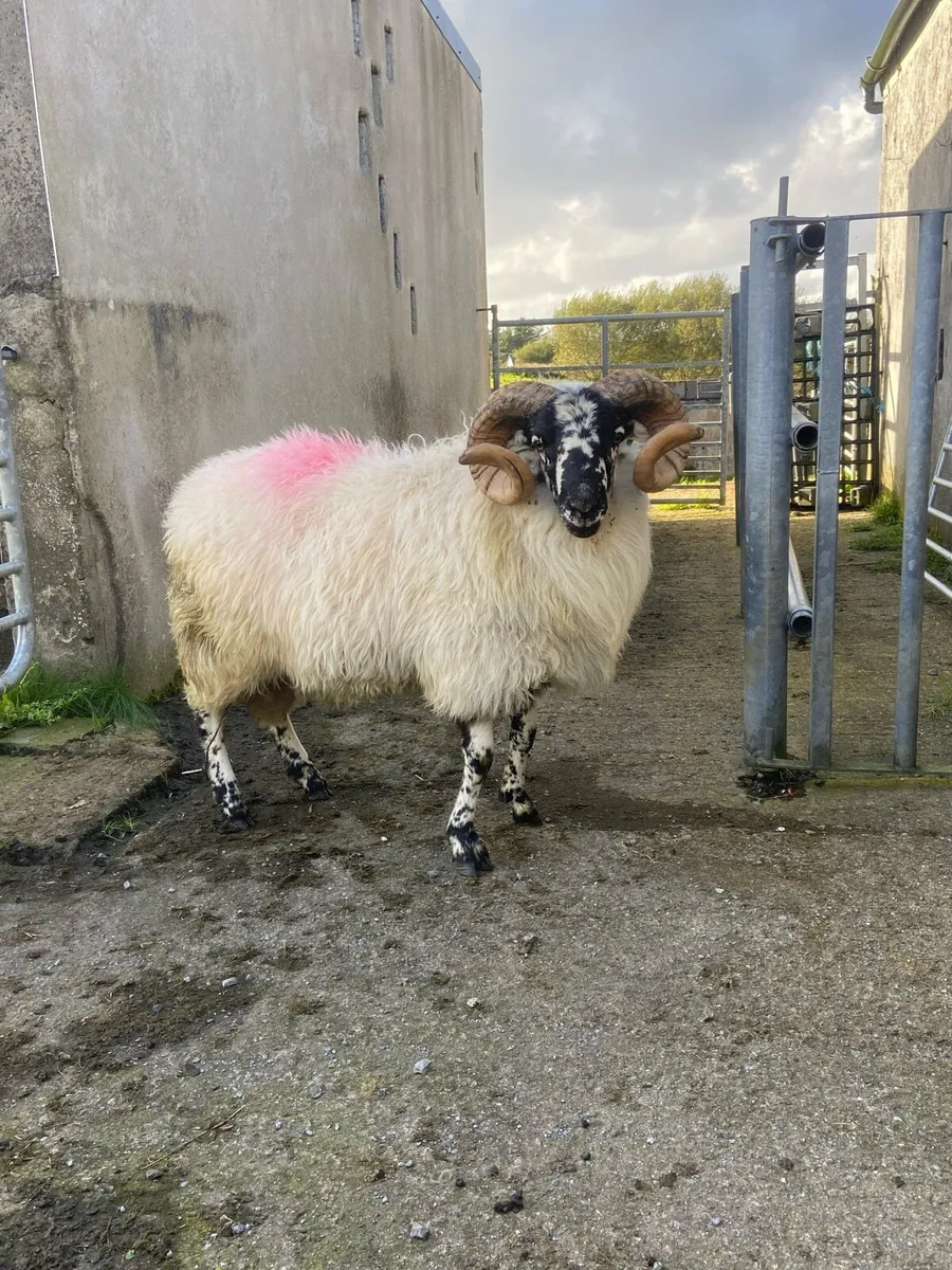 Ram hog - Image 4