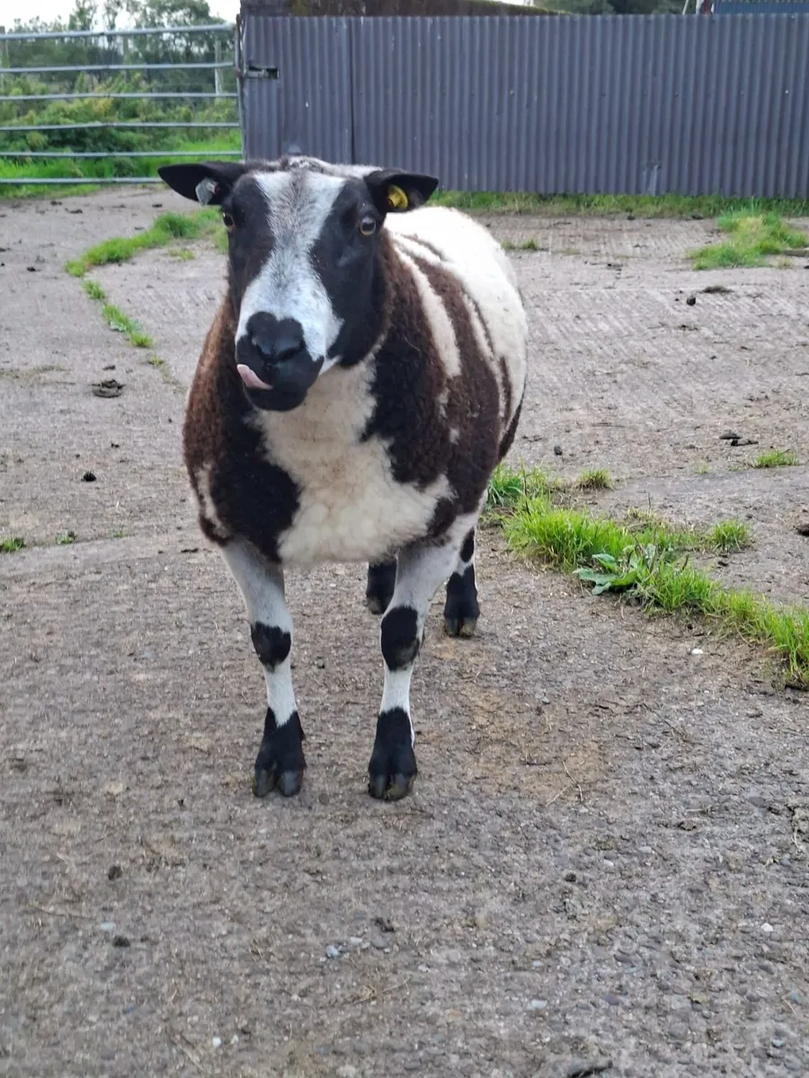 Sheep - Image 1
