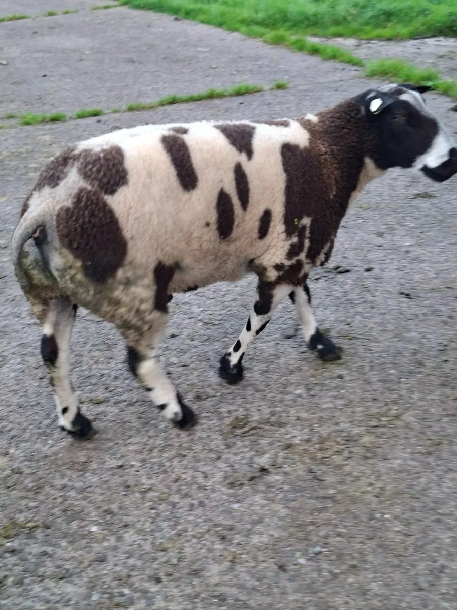Sheep - Image 2