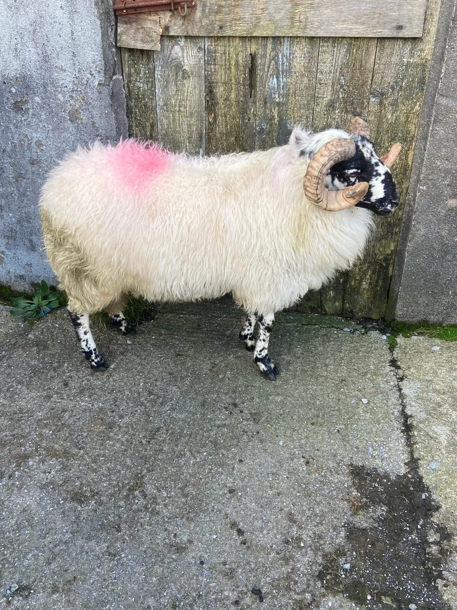 Ram hog - Image 3