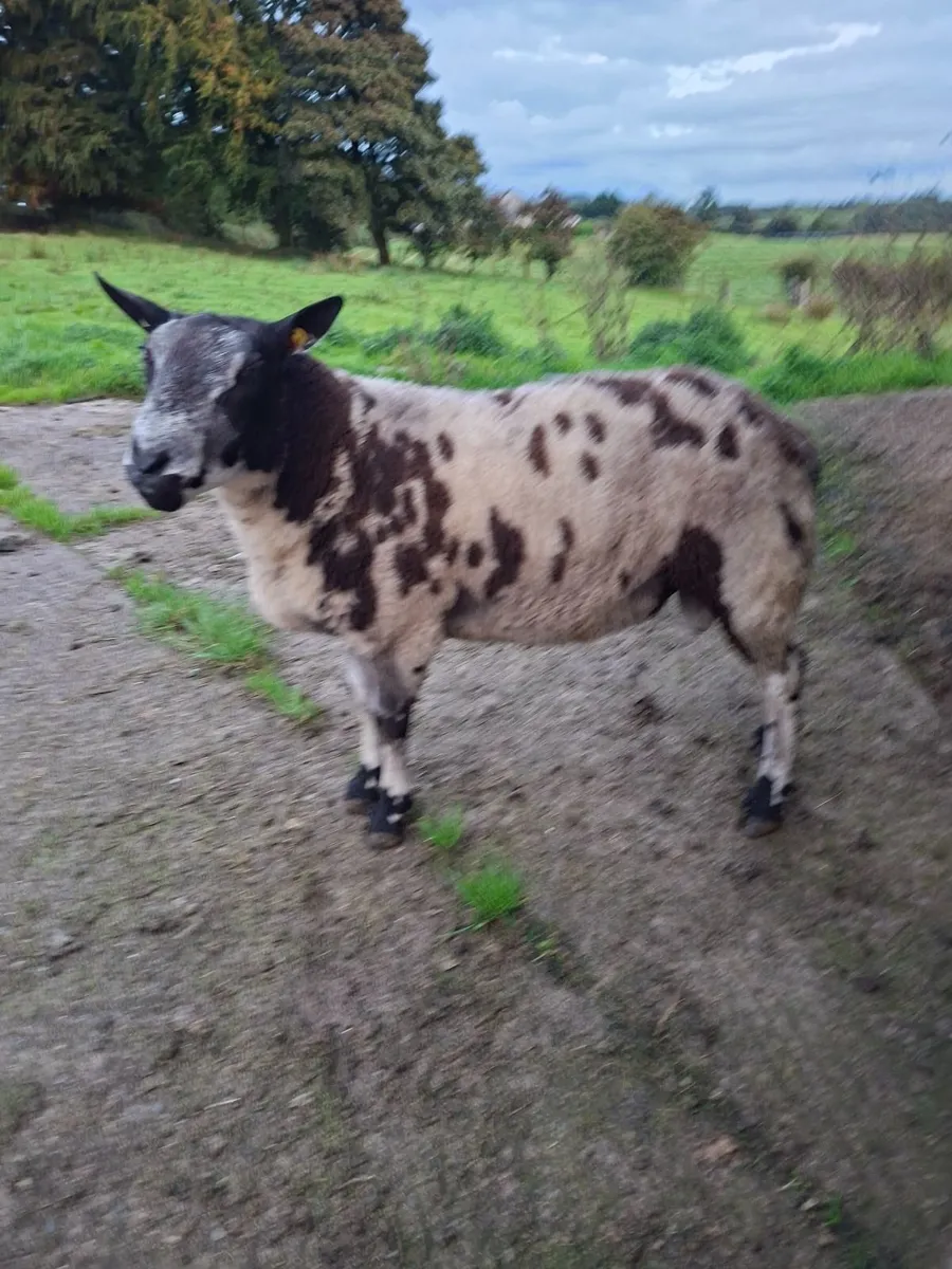 Sheep - Image 3