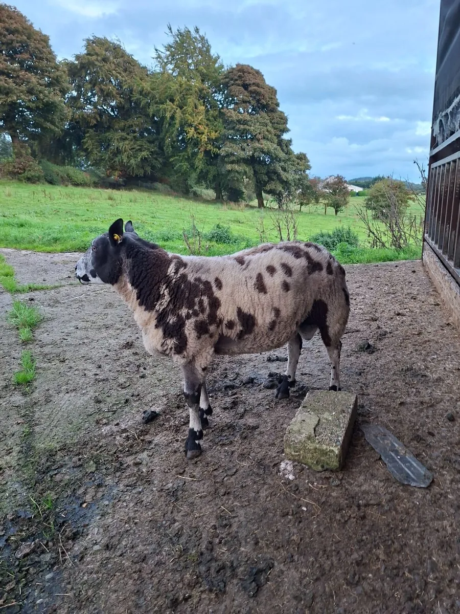 Sheep - Image 4