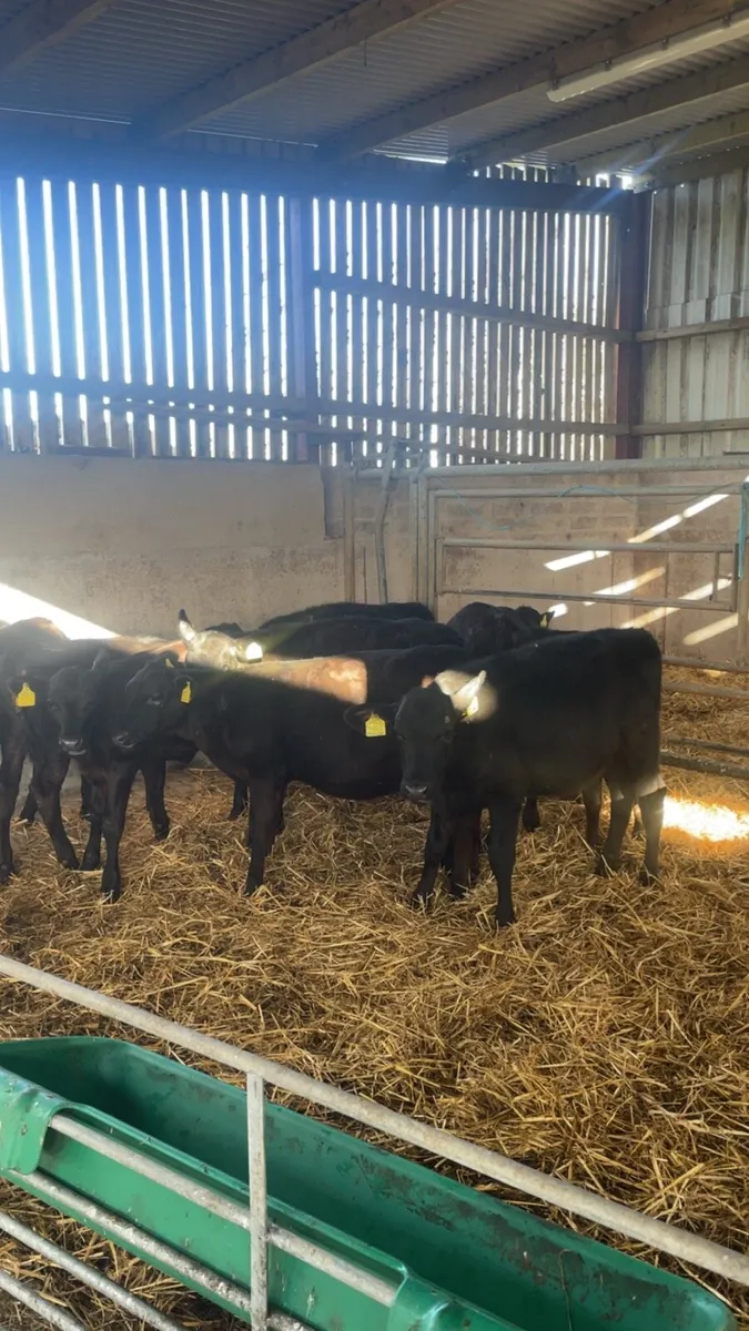 Angus heifers - Image 1