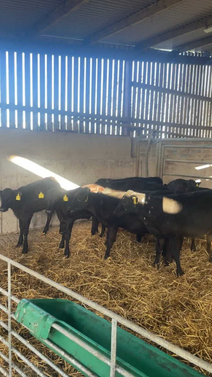 Angus heifers - Image 2