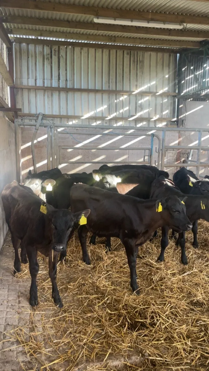 Angus heifers - Image 3