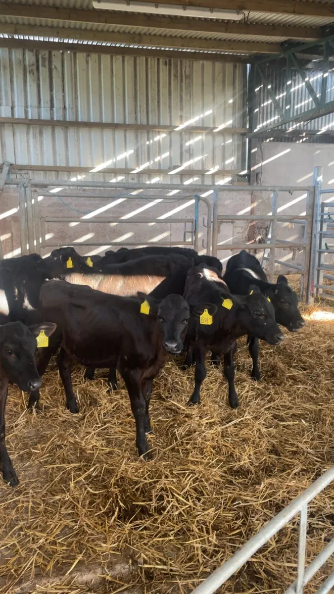 Angus heifers - Image 4