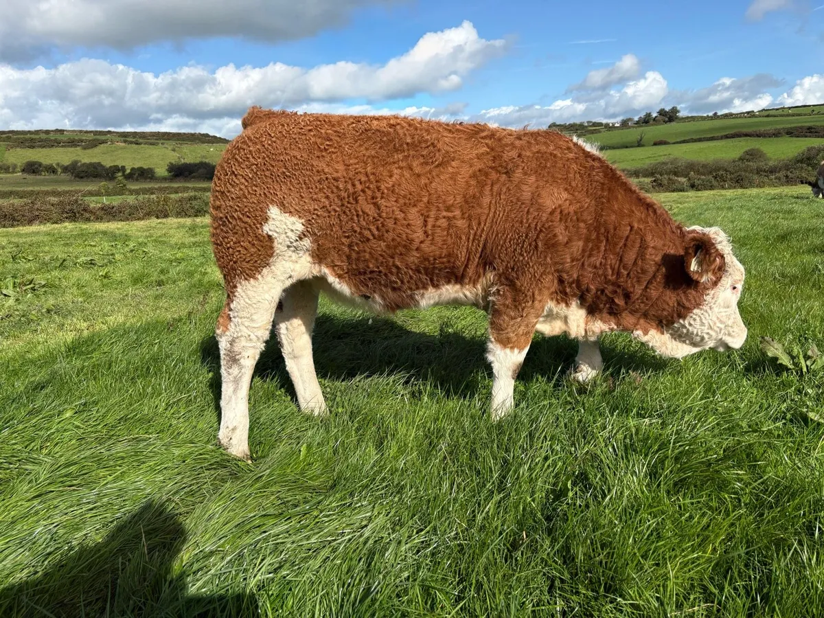 PBR Simmental Weanling Heifer - Image 2