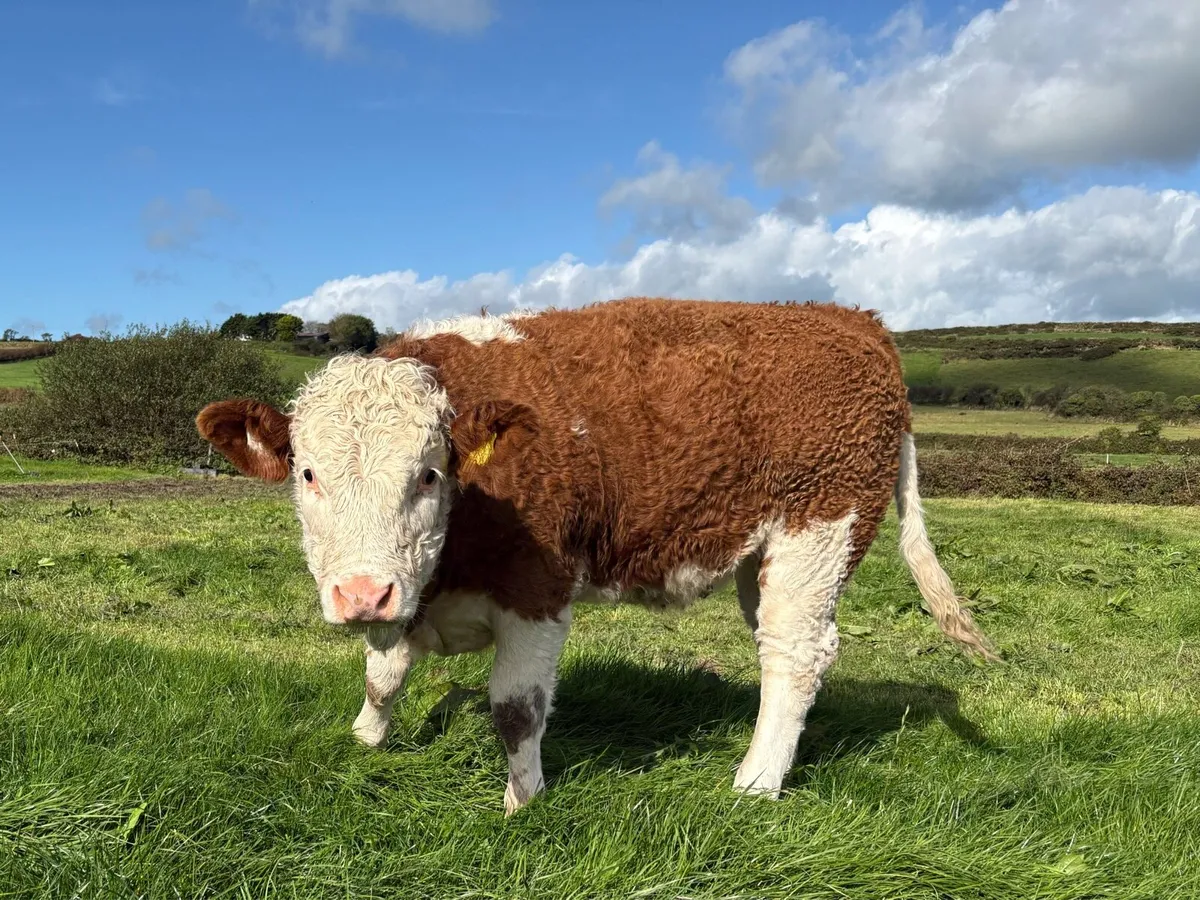 PBR Simmental Weanling Heifer - Image 3