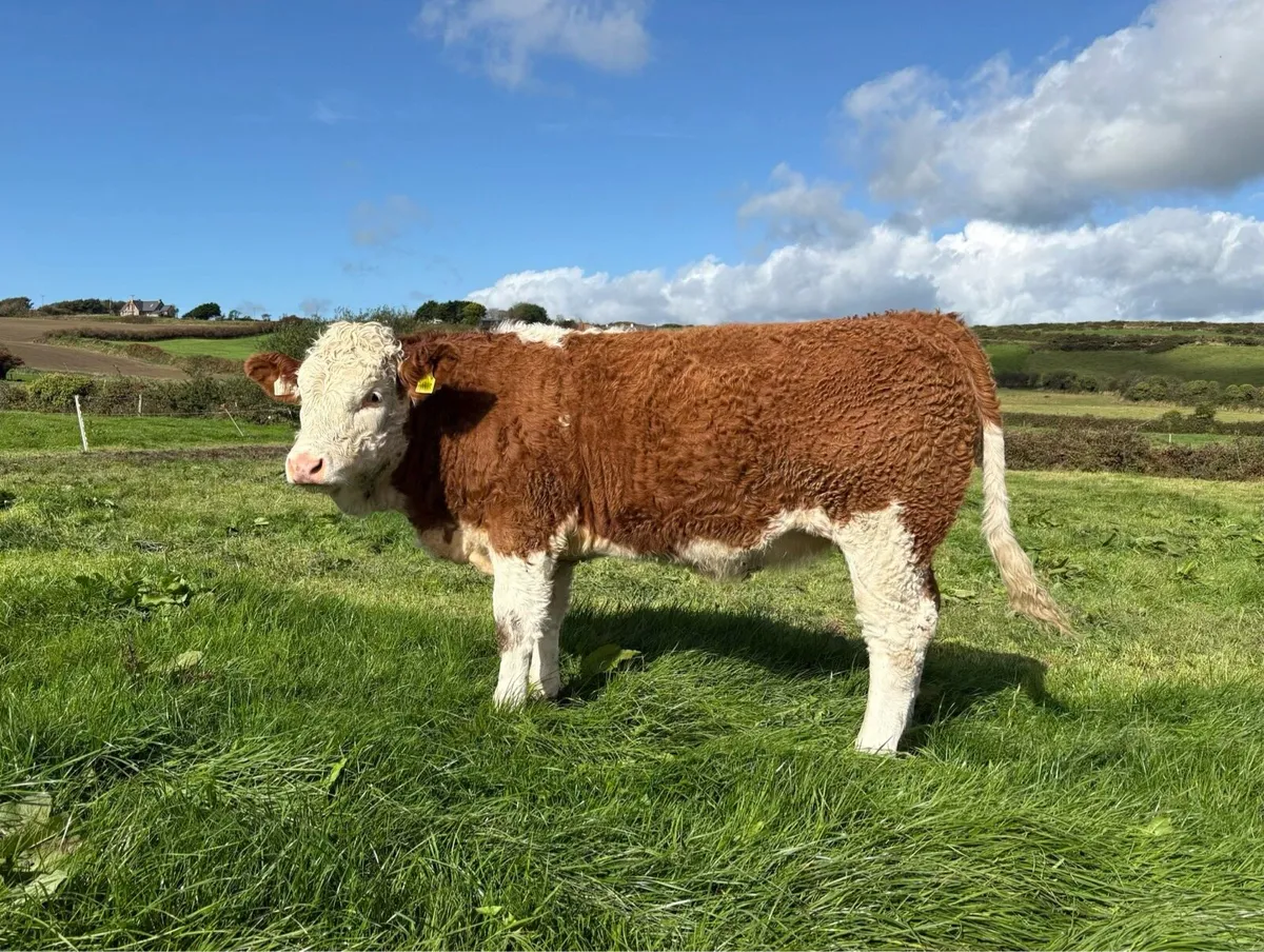 PBR Simmental Weanling Heifer - Image 1