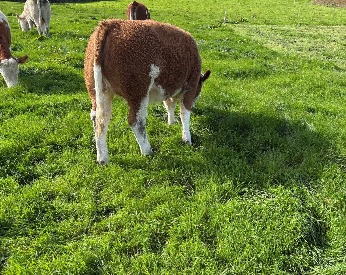 PBR Simmental Weanling Heifer - Image 4