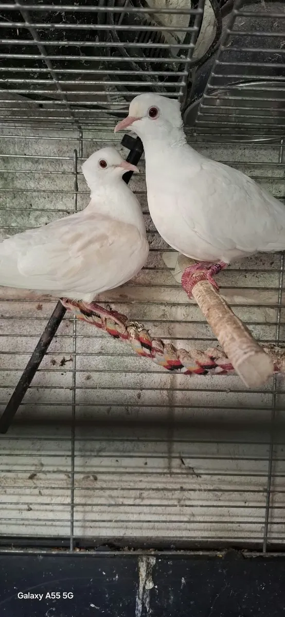 Crested dolves
