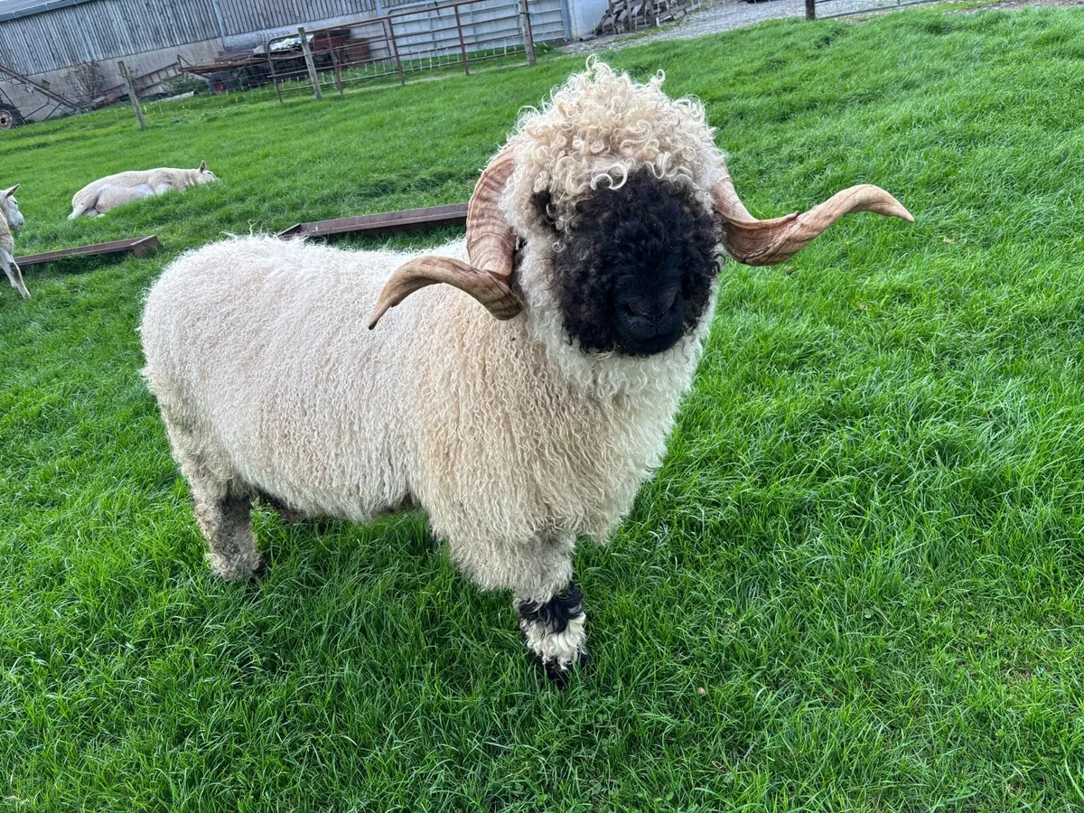 Valais Hogget Ram - Image 1
