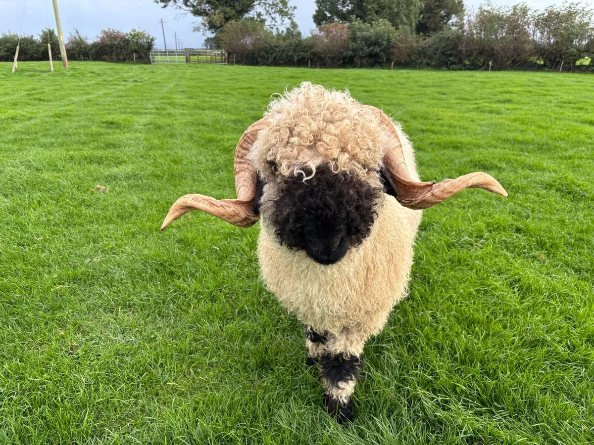 Valais Hogget Ram - Image 2
