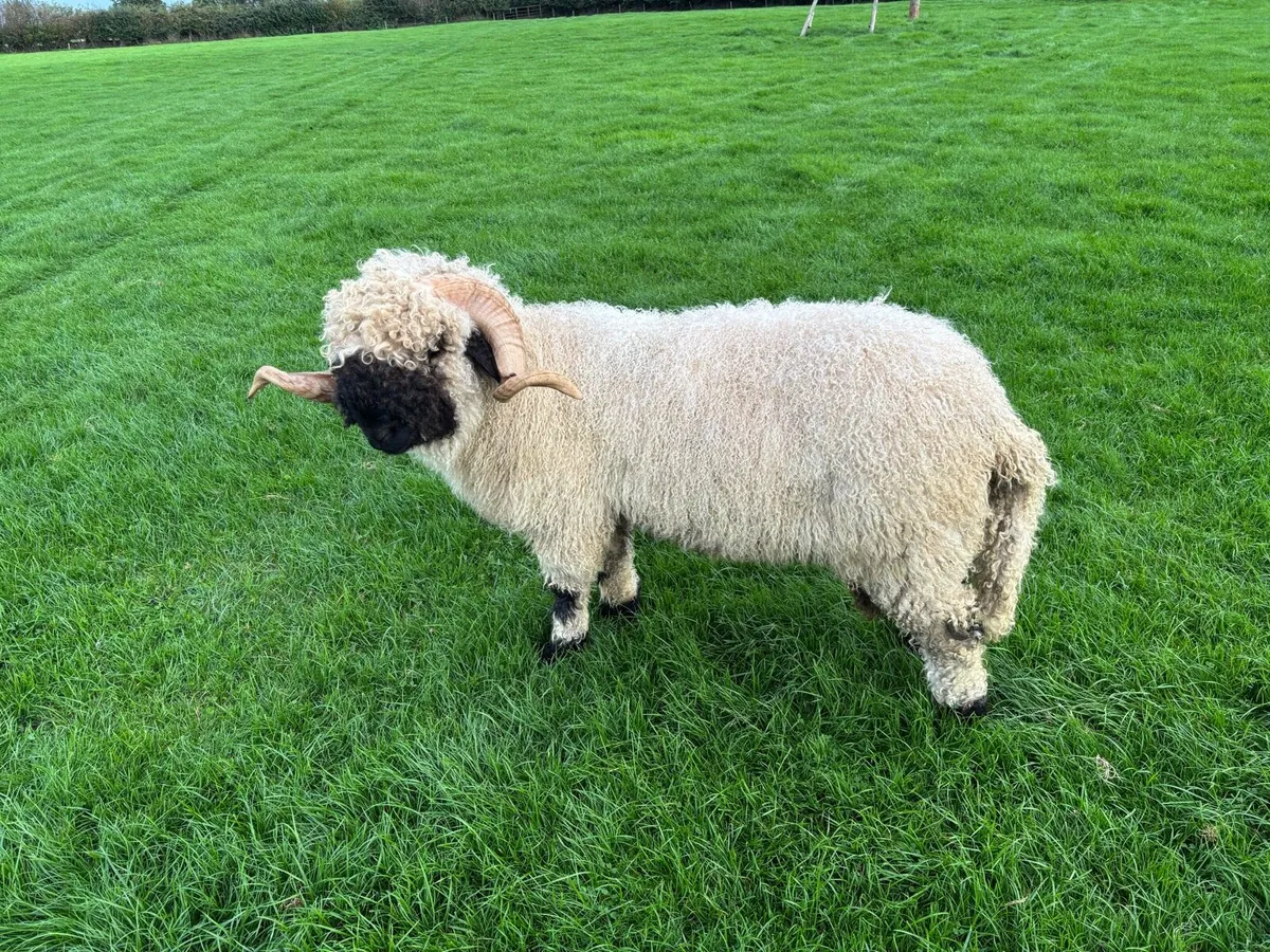 Valais Hogget Ram - Image 4