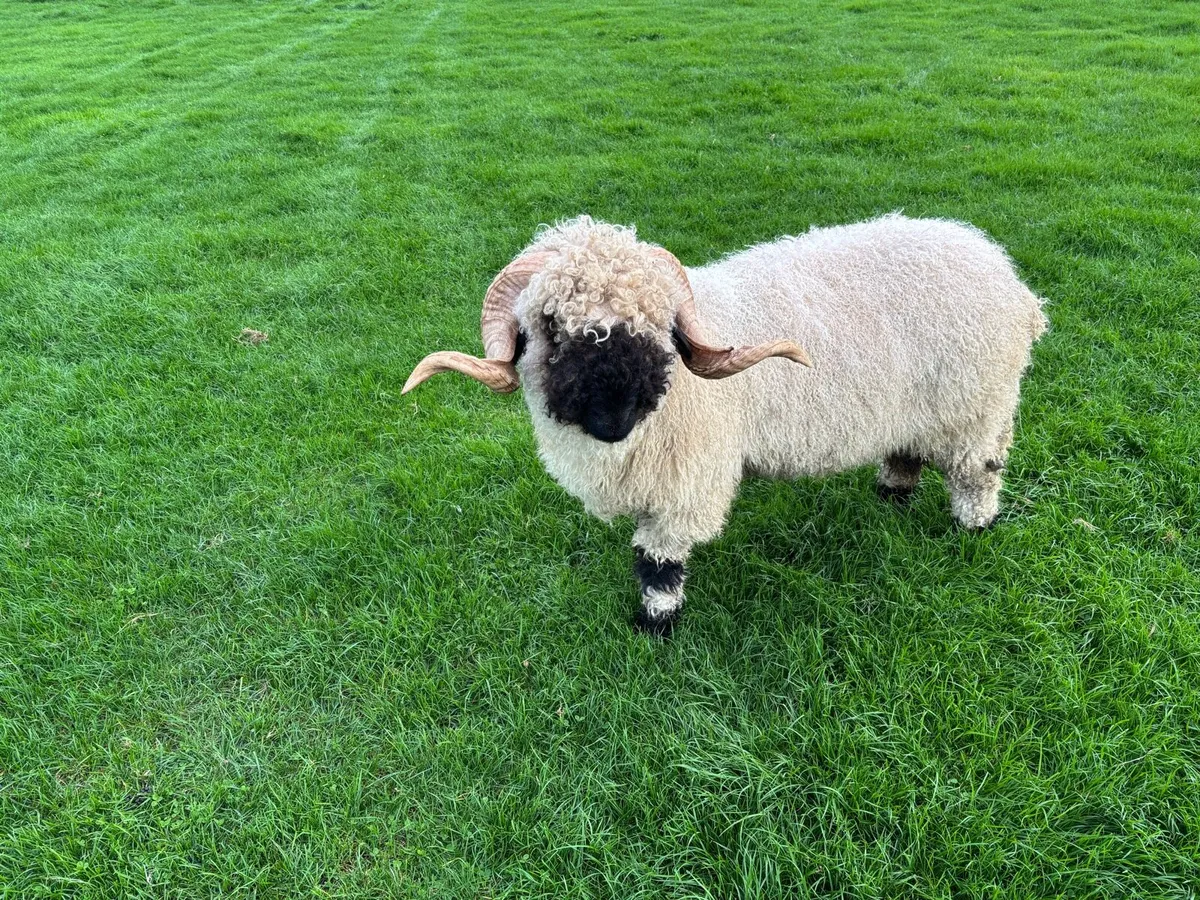 Valais Hogget Ram - Image 3